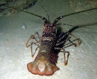 /album/animais-marinhos/lagostim-do-mar-jpg/